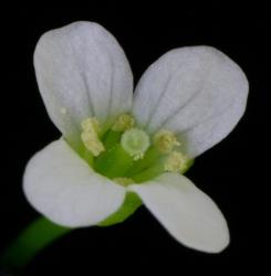 Cardamine sinuatifolia. Top view of flower.
 Image: P.B. Heenan © Landcare Research 2019 CC BY 3.0 NZ